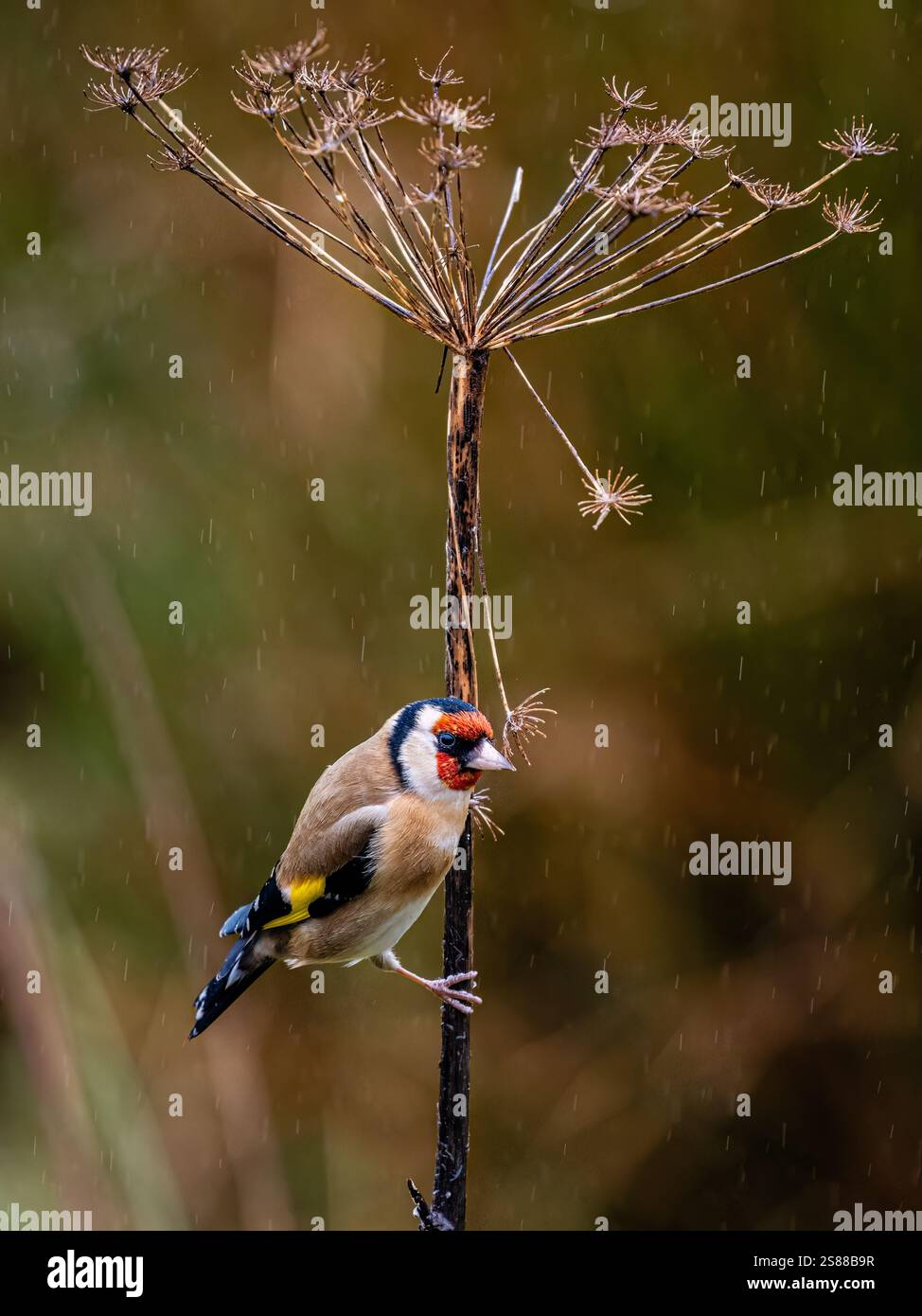 Goldfinch en hiver dans le centre du pays de Galles Banque D'Images