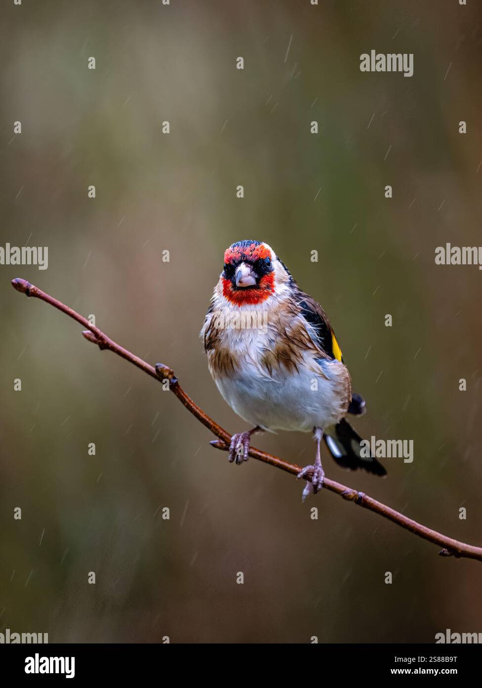 Goldfinch en hiver dans le centre du pays de Galles Banque D'Images