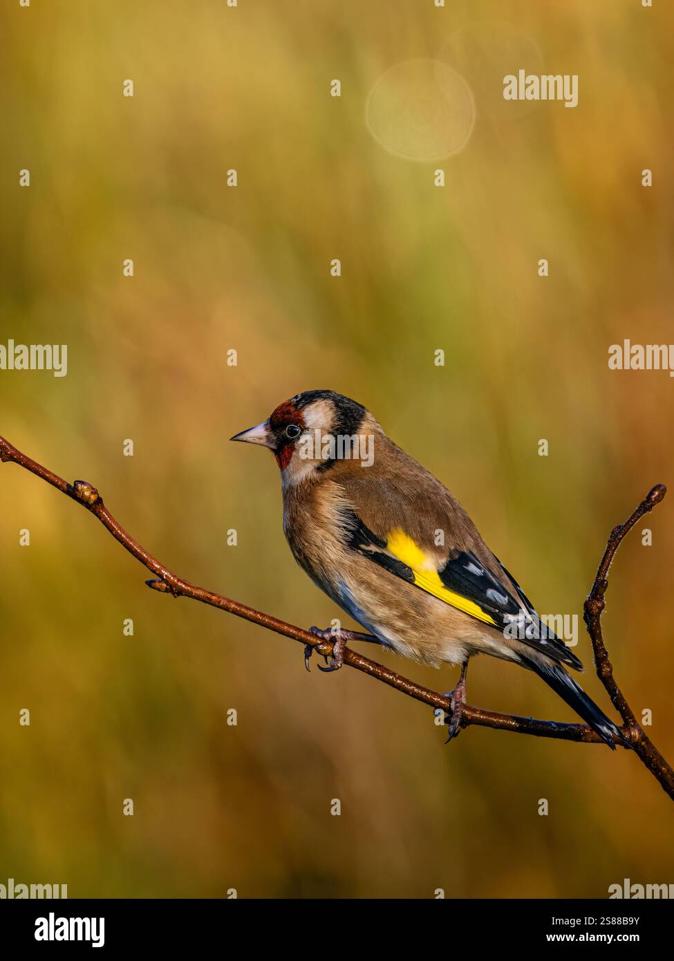 Goldfinch en hiver dans le centre du pays de Galles Banque D'Images