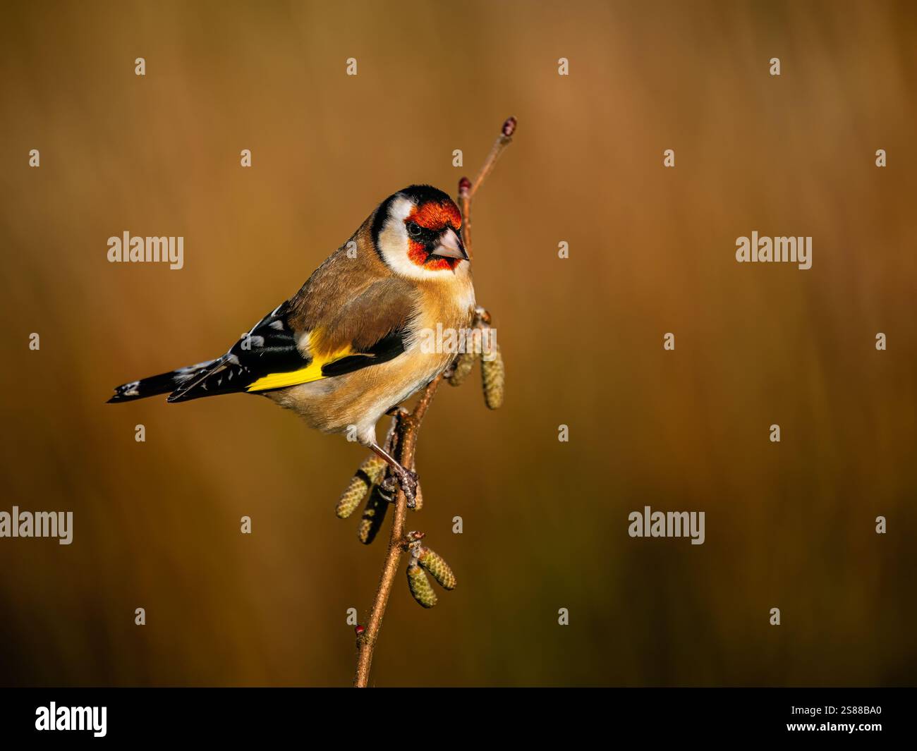 Goldfinch en hiver dans le centre du pays de Galles Banque D'Images