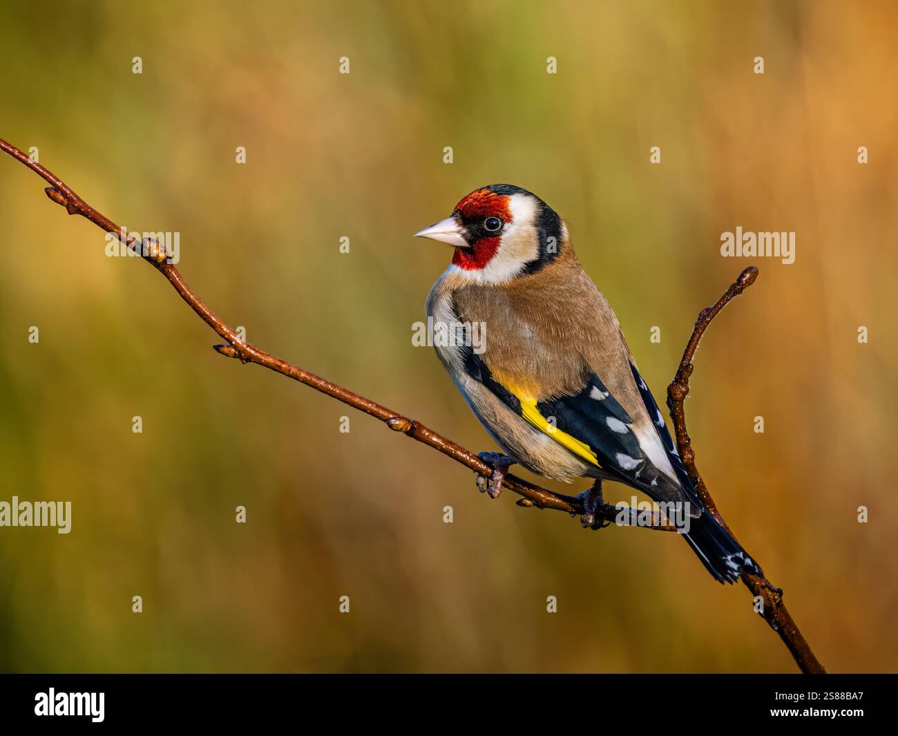 Goldfinch en hiver dans le centre du pays de Galles Banque D'Images