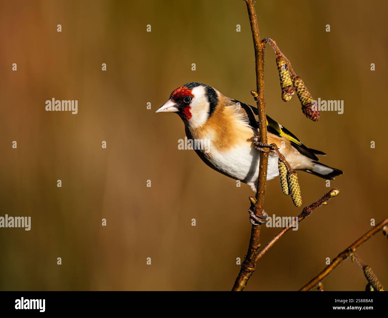 Goldfinch en hiver dans le centre du pays de Galles Banque D'Images