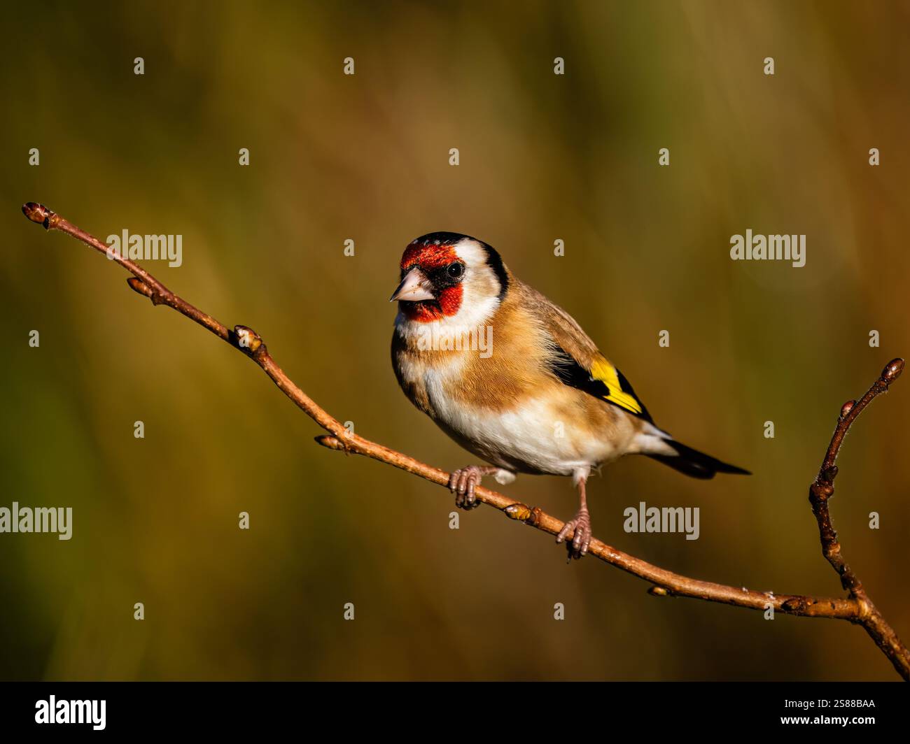 Goldfinch en hiver dans le centre du pays de Galles Banque D'Images
