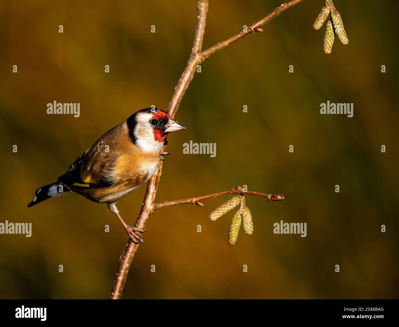 Goldfinch en hiver dans le centre du pays de Galles Banque D'Images