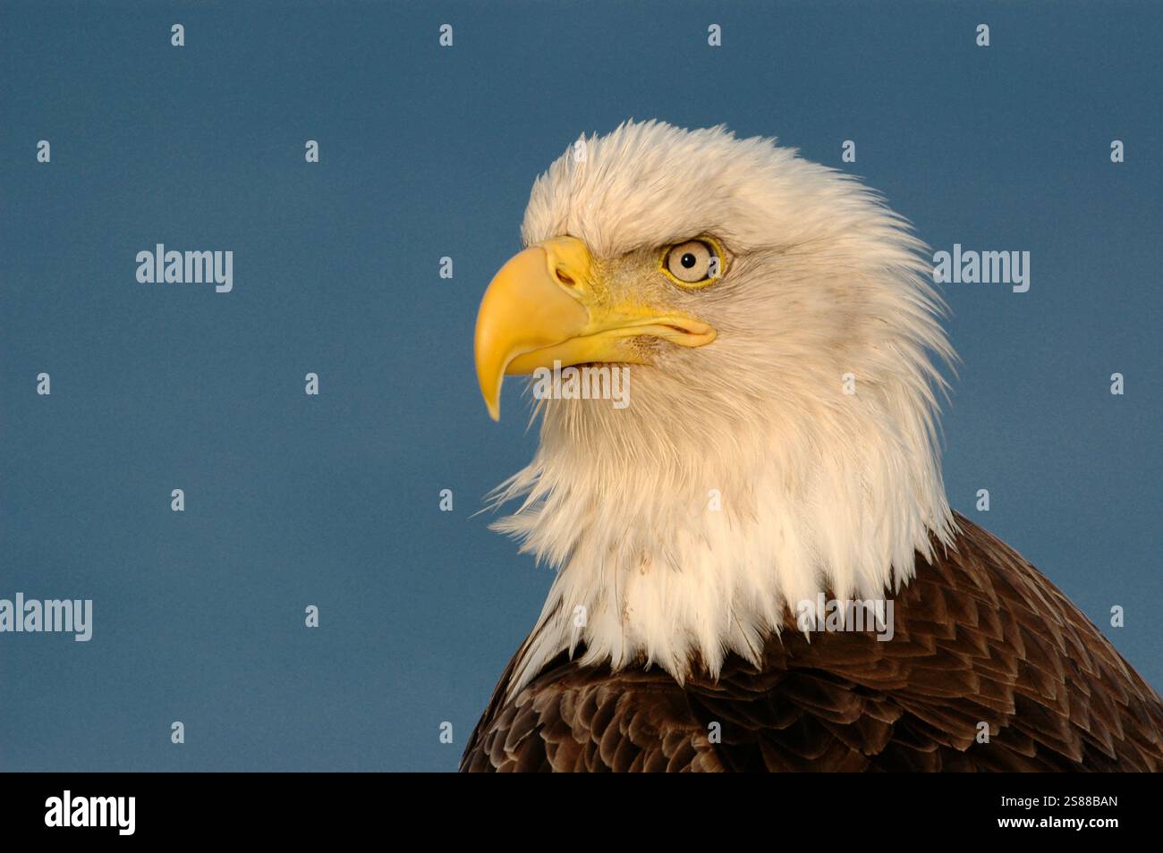 Amérique du Nord ; États-Unis ; Alaska ; Île Adak ; faune; oiseaux ; prédateurs ; Aigle à tête blanche ; Haliaeetus leucocephalus ; printemps Banque D'Images