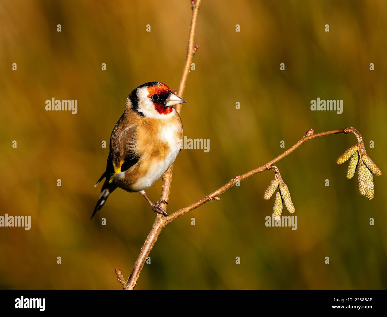 Goldfinch en hiver dans le centre du pays de Galles Banque D'Images