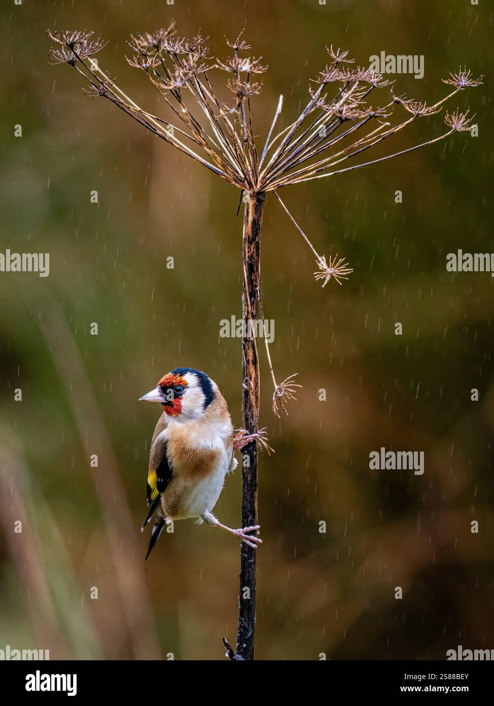 Goldfinch en hiver dans le centre du pays de Galles Banque D'Images