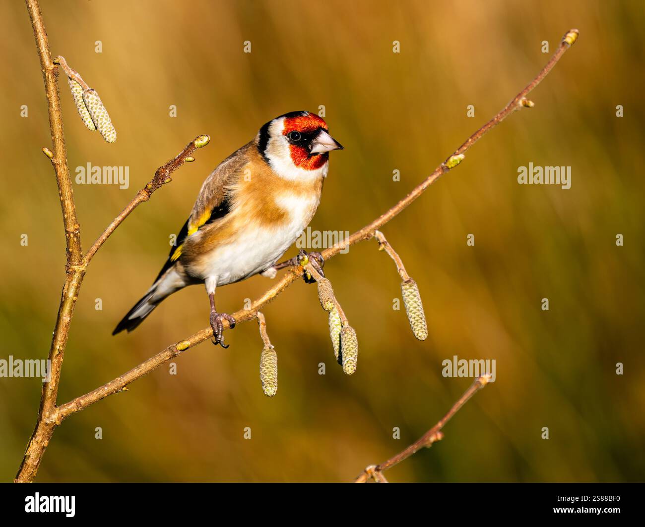 Goldfinch en hiver dans le centre du pays de Galles Banque D'Images