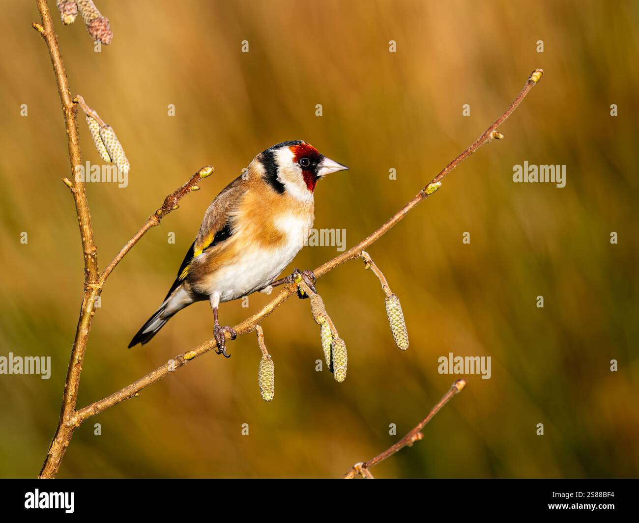 Goldfinch en hiver dans le centre du pays de Galles Banque D'Images