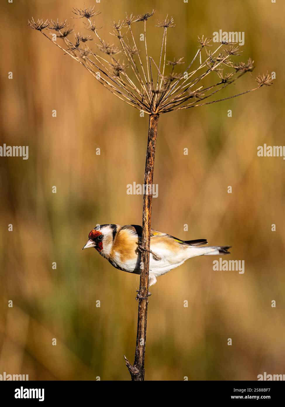 Goldfinch en hiver dans le centre du pays de Galles Banque D'Images