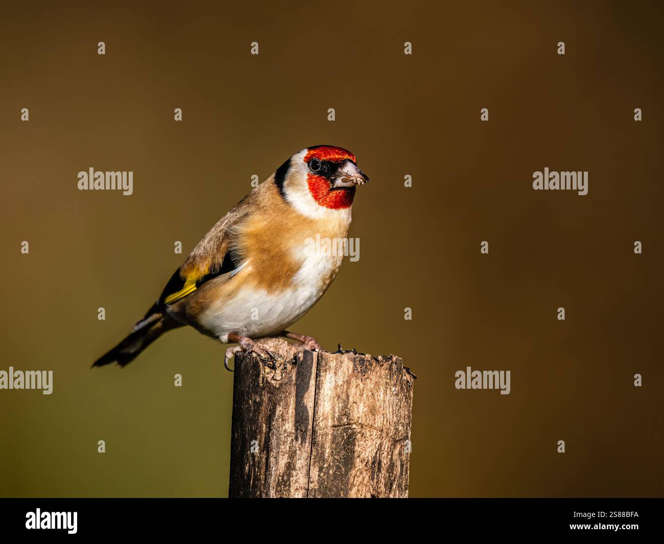 Goldfinch en hiver dans le centre du pays de Galles Banque D'Images