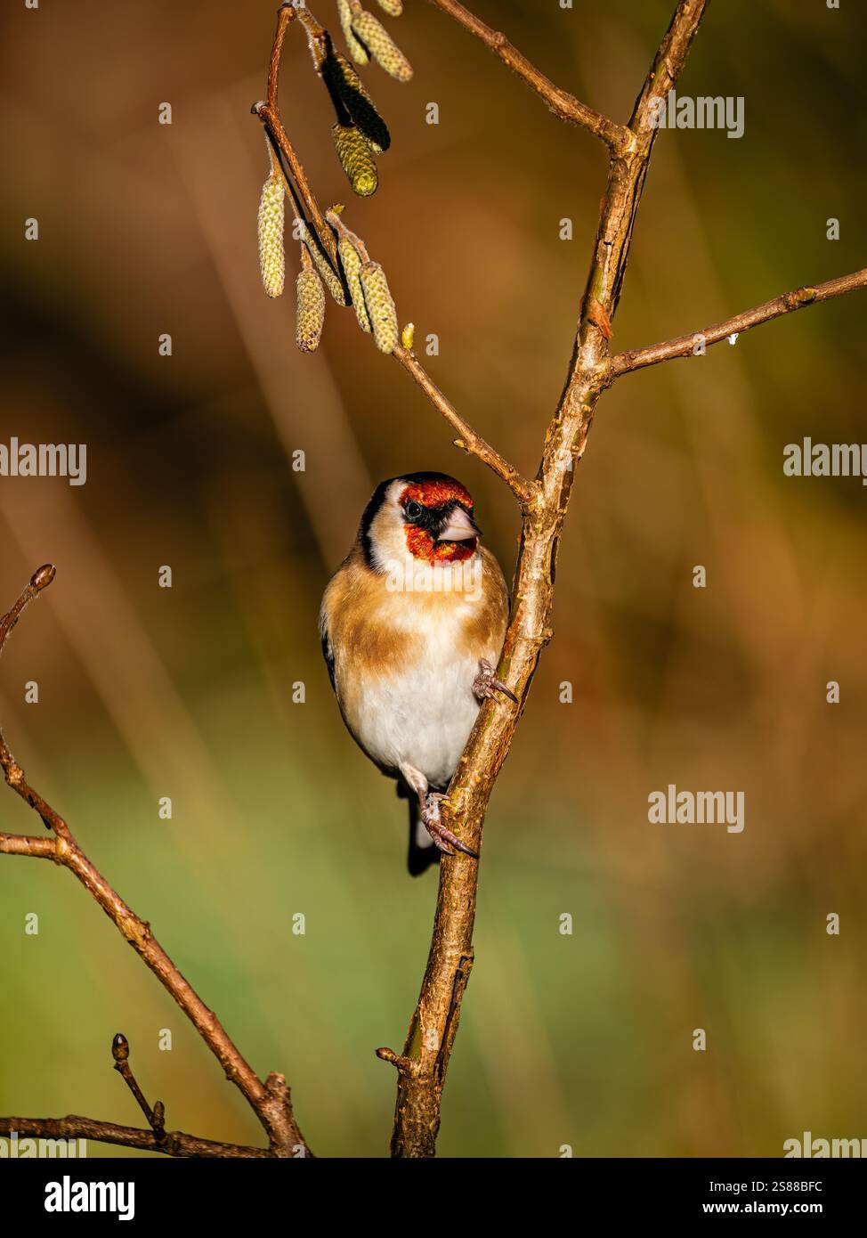 Goldfinch en hiver dans le centre du pays de Galles Banque D'Images