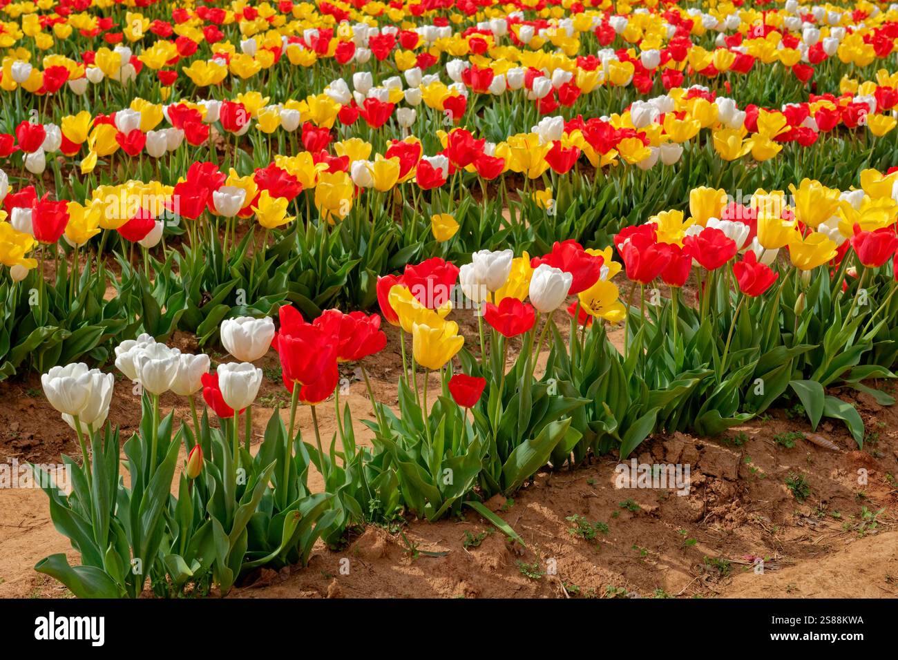 Rangées pleines de tulipes cultivées multicolores en fleurs poussant dans un champ agricole sur des monticules de terre prêts à être cueillis lors d'une journée chaude ensoleillée au début du printemps Banque D'Images Rangées pleines de tulipes cultivées multicolores en fleurs poussant dans un champ agricole sur des monticules de terre prêts à être cueillis lors d'une journée chaude ensoleillée au début du printemps Banque D'Images