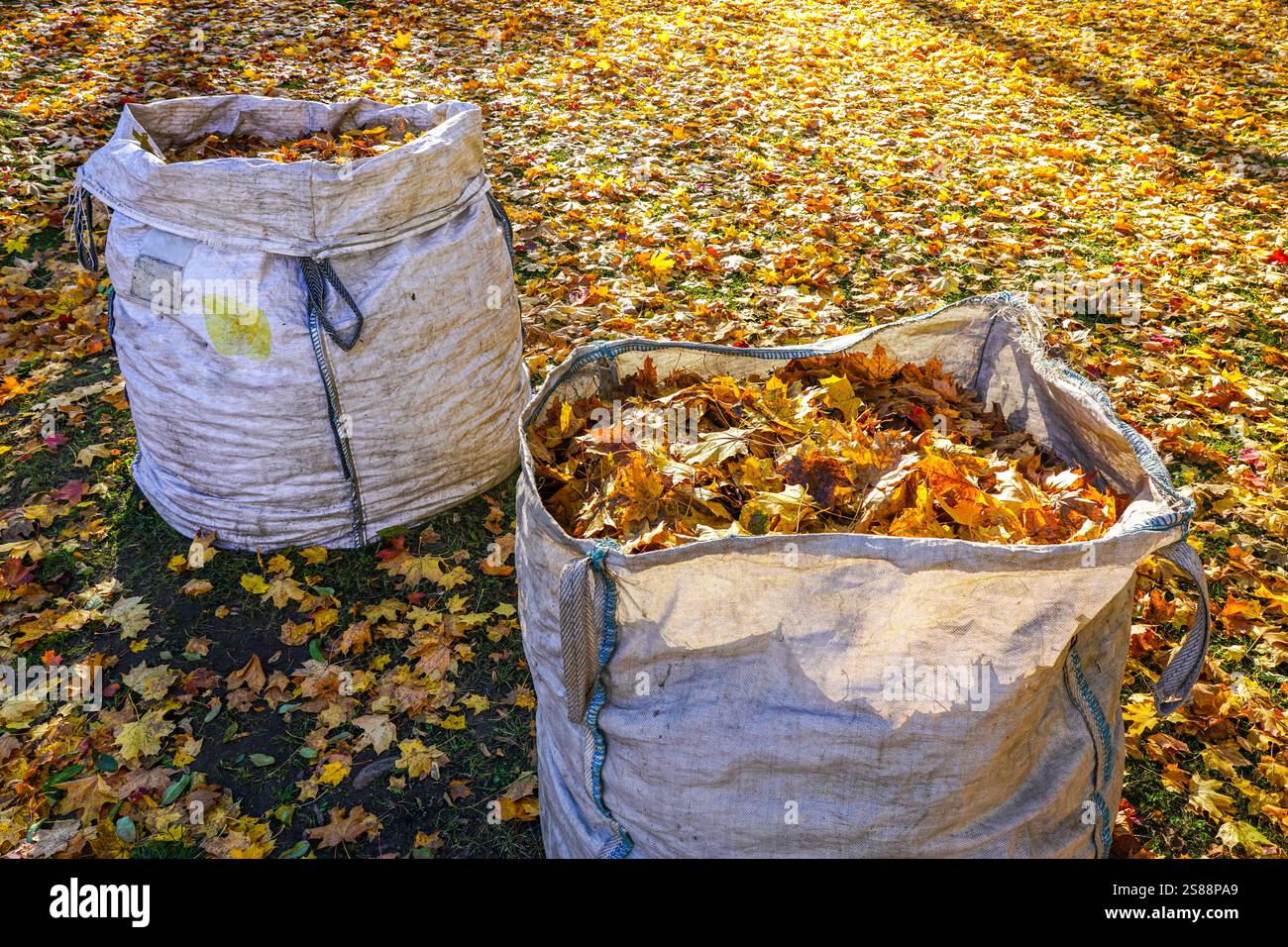 Grand sac plein de feuilles mortes, feuilles mortes dans de grands sacs industriels en polypropylène blanc, fond de saison d'automne, concept d'automne, collecter les feuilles mortes Banque D'Images