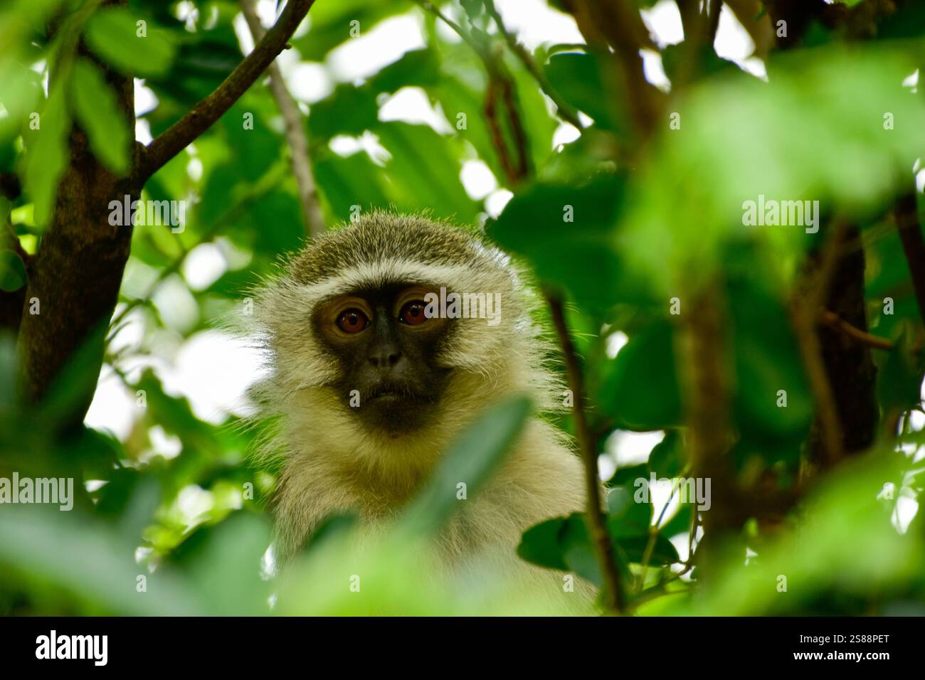 Gros plan d'un singe vervet Banque D'Images
