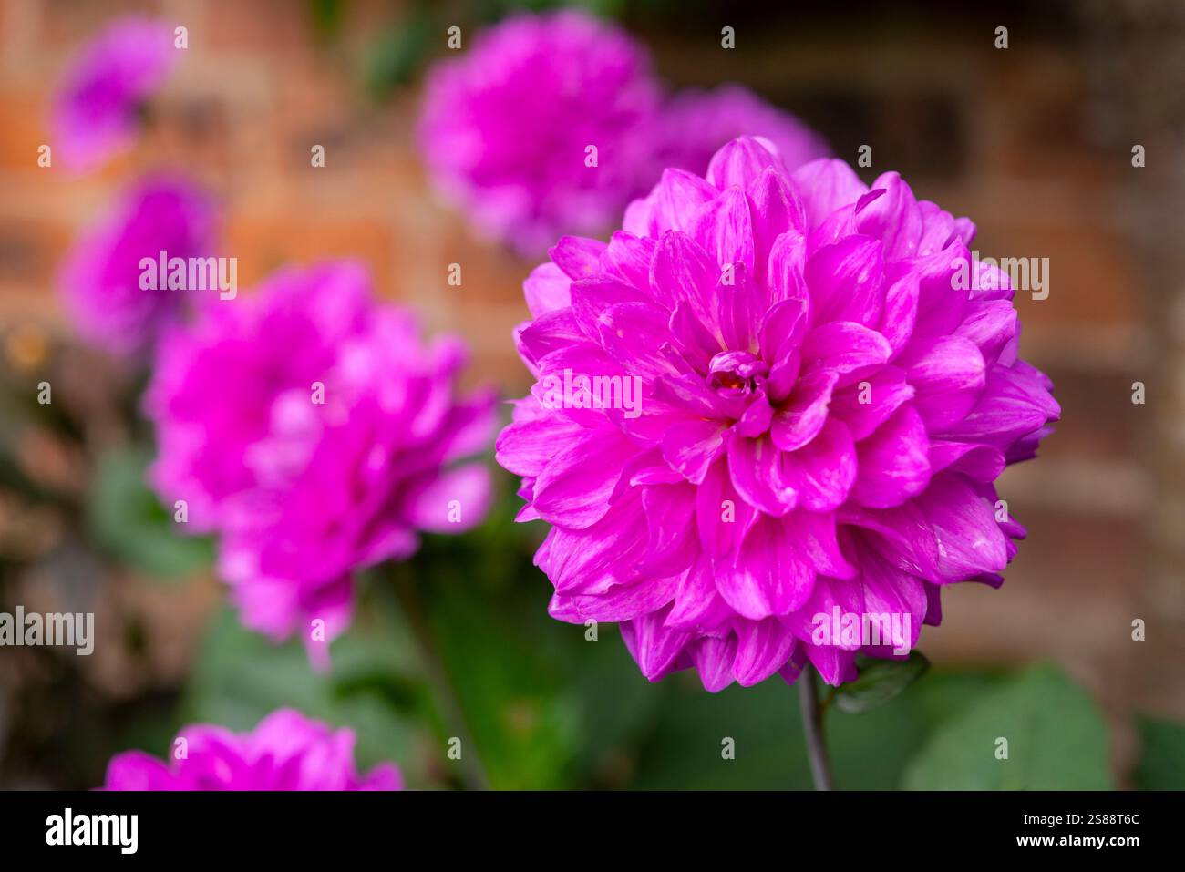 Double Dahlia rose profond en fleur dans un jardin de fin d'été. Banque D'Images