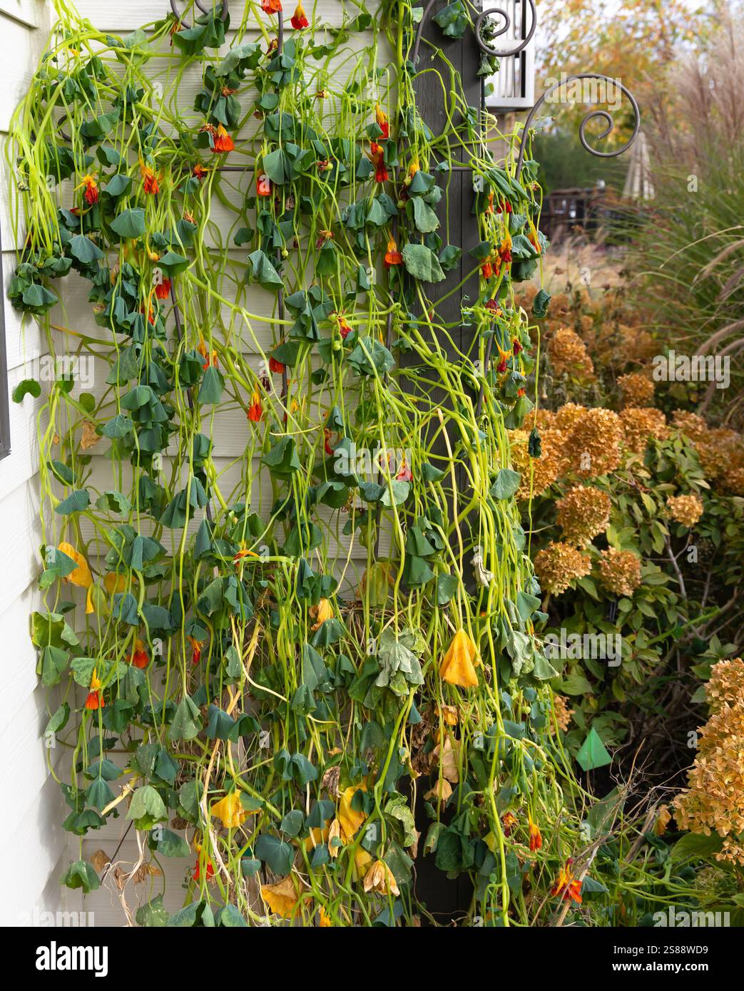 Les températures glaciales et le gel ont tué cette vigne nasturtium. Jolis, poivrés et délicieux nasturtiums ont des feuilles luxuriantes et rondes tombant des fleurs d'orange Banque D'Images