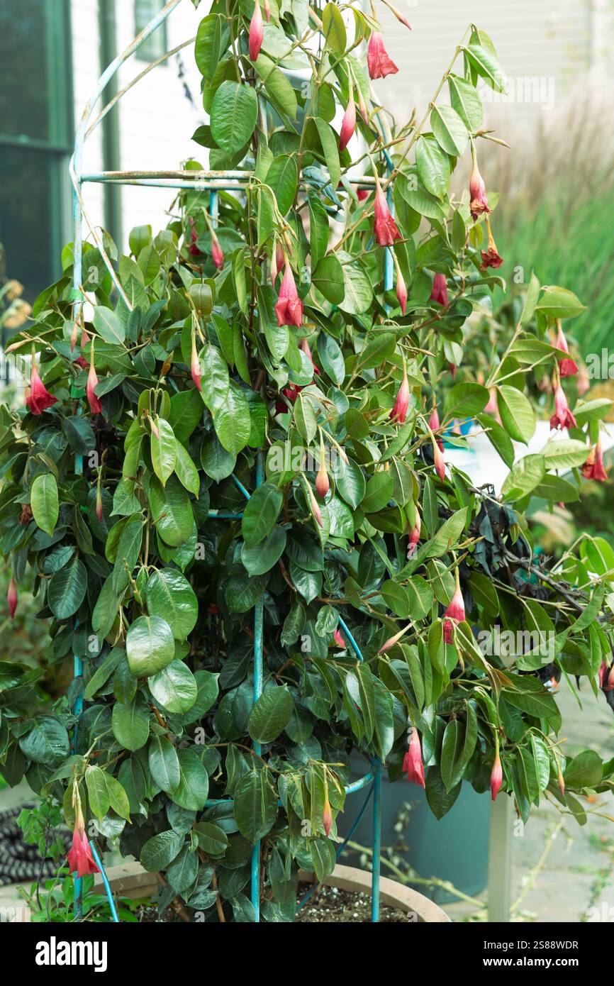 Les températures glaciales et le gel ont tué cette vigne nasturtium. Jolis, poivrés et délicieux nasturtiums ont des feuilles luxuriantes et rondes tombant des fleurs d'orange Banque D'Images