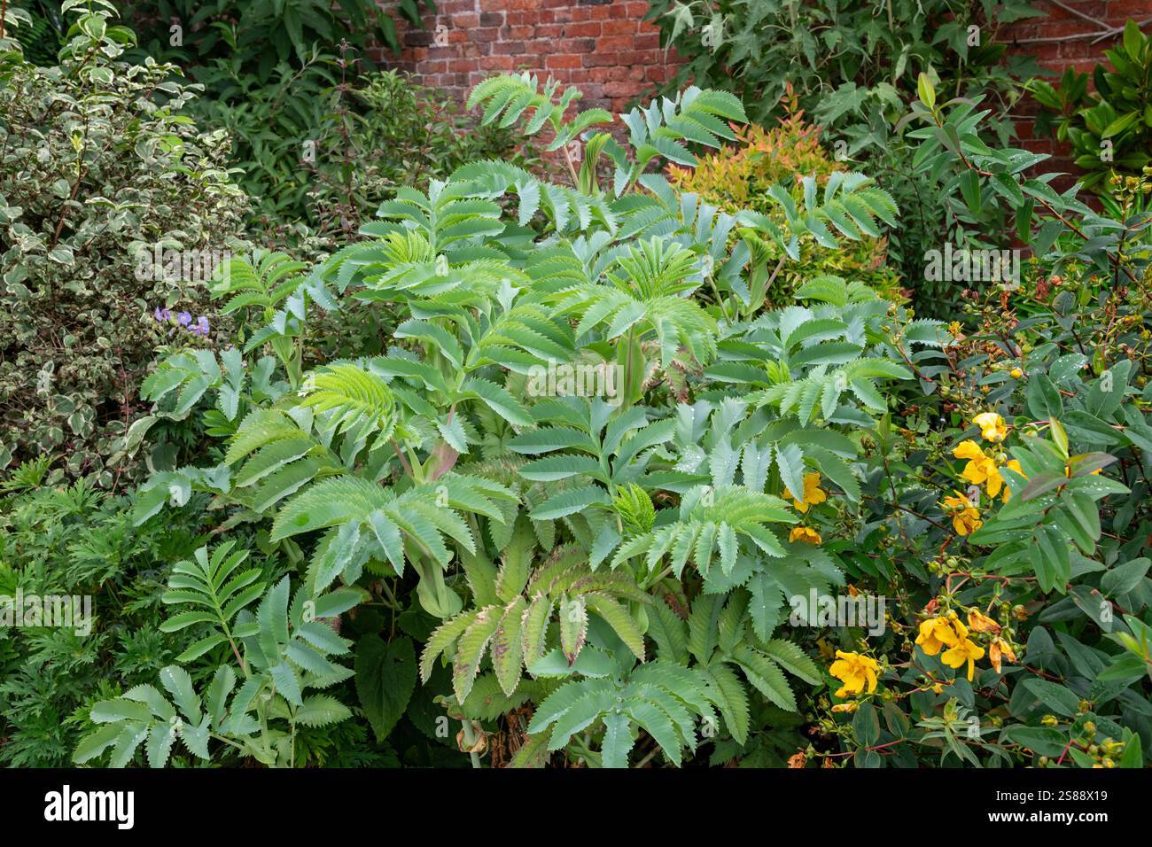 Melianthus plante majeure avec feuillage vert argenté à la fin de l'été. Banque D'Images Melianthus plante majeure avec feuillage vert argenté à la fin de l'été. Banque D'Images