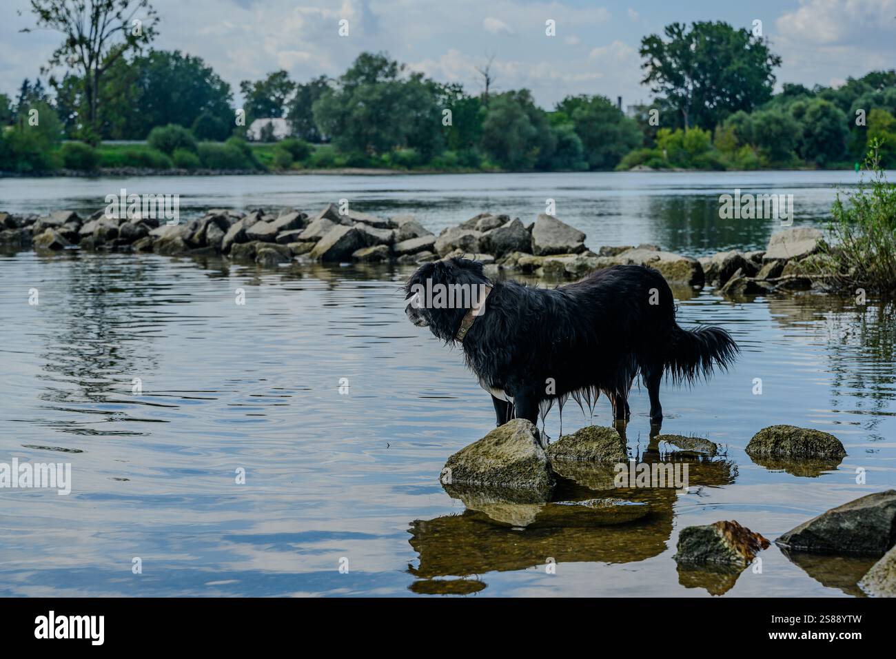 Un chien noir adulte jouant et se baignant dans une rivière Banque D'Images