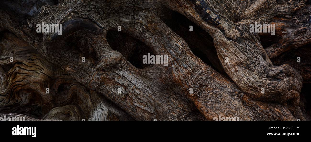 Ancien tronc d'olivier avec écorce comme fond en bois. Banque D'Images