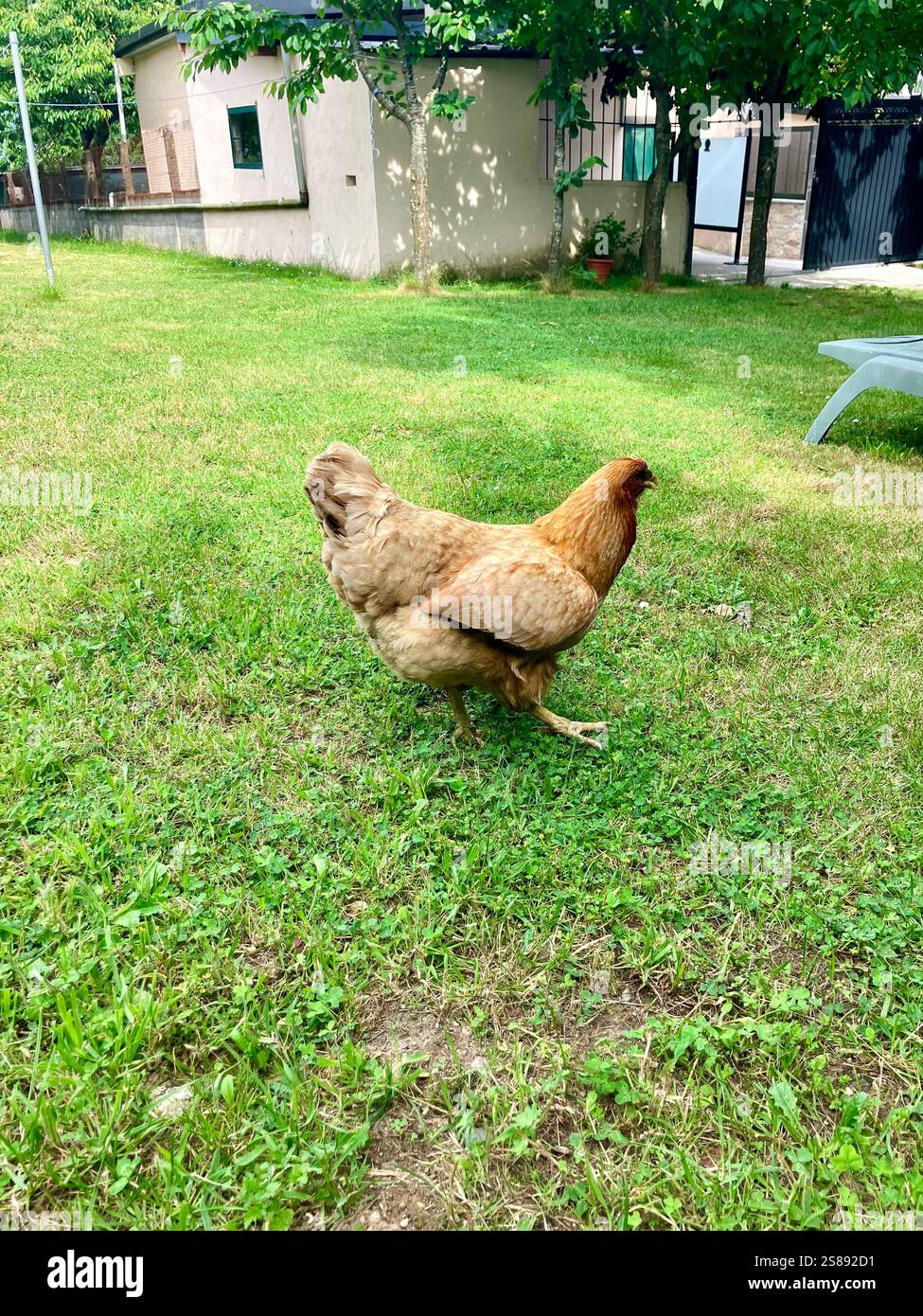 Poulet errant librement dans un Hostal sur le Camino Frances Banque D'Images