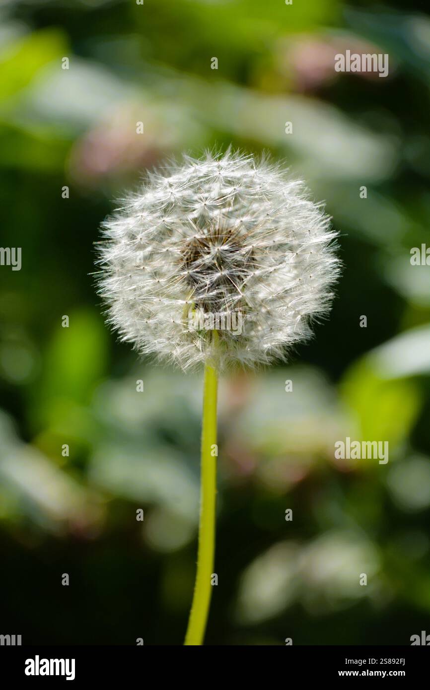 Gros plan d'une tête de pissenlit dans le jardin, pleine de graines prêtes à être dispersées par le vent. Banque D'Images