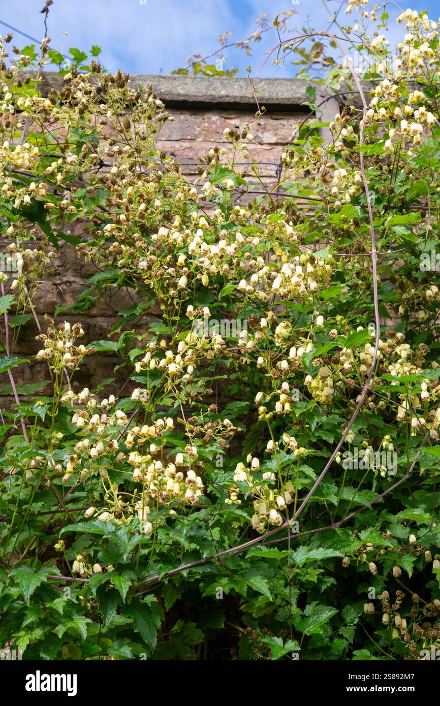 Clematis Rehderiana (hocher de la tête vierge) une plante grimpante avec des fleurs jaunes crémeuses en été. Banque D'Images