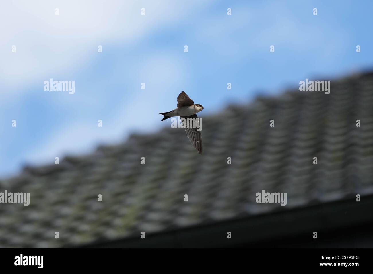 Un oiseau vole dans le ciel au-dessus d'un toit. Le ciel est bleu et l'oiseau est petit et brun Banque D'Images Un oiseau vole dans le ciel au-dessus d'un toit. Le ciel est bleu et l'oiseau est petit et brun Banque D'Images