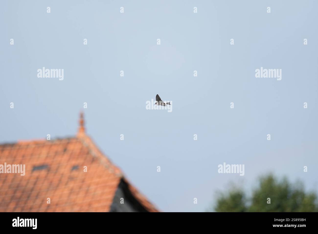 Un oiseau vole dans le ciel au-dessus d'un toit rouge. Le ciel est clair et bleu, et l'oiseau est la seule chose visible sur l'image Banque D'Images Un oiseau vole dans le ciel au-dessus d'un toit rouge. Le ciel est clair et bleu, et l'oiseau est la seule chose visible sur l'image Banque D'Images