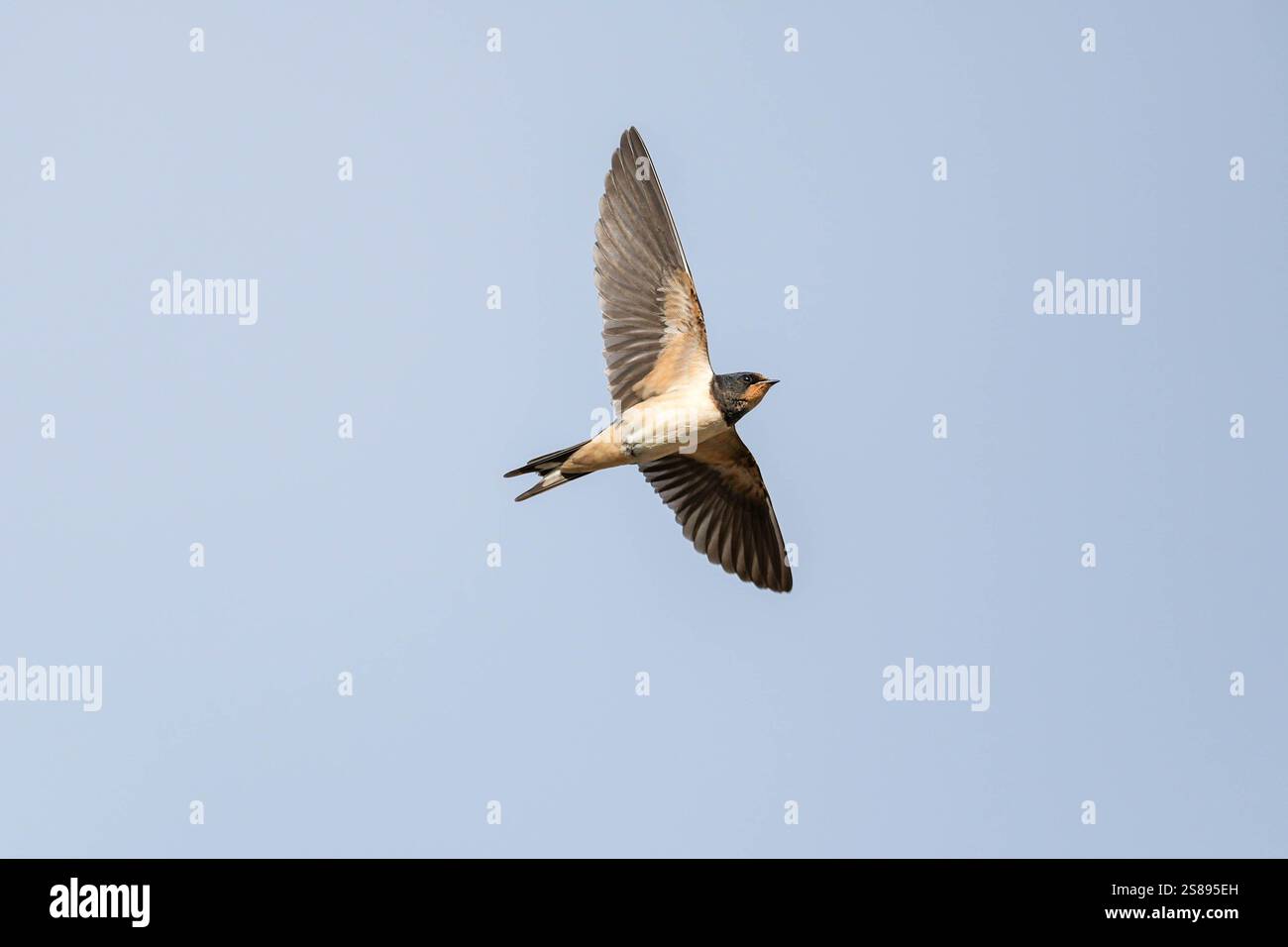 Un oiseau vole dans le ciel. L'oiseau est petit et blanc. Le ciel est clair et bleu Banque D'Images Un oiseau vole dans le ciel. L'oiseau est petit et blanc. Le ciel est clair et bleu Banque D'Images