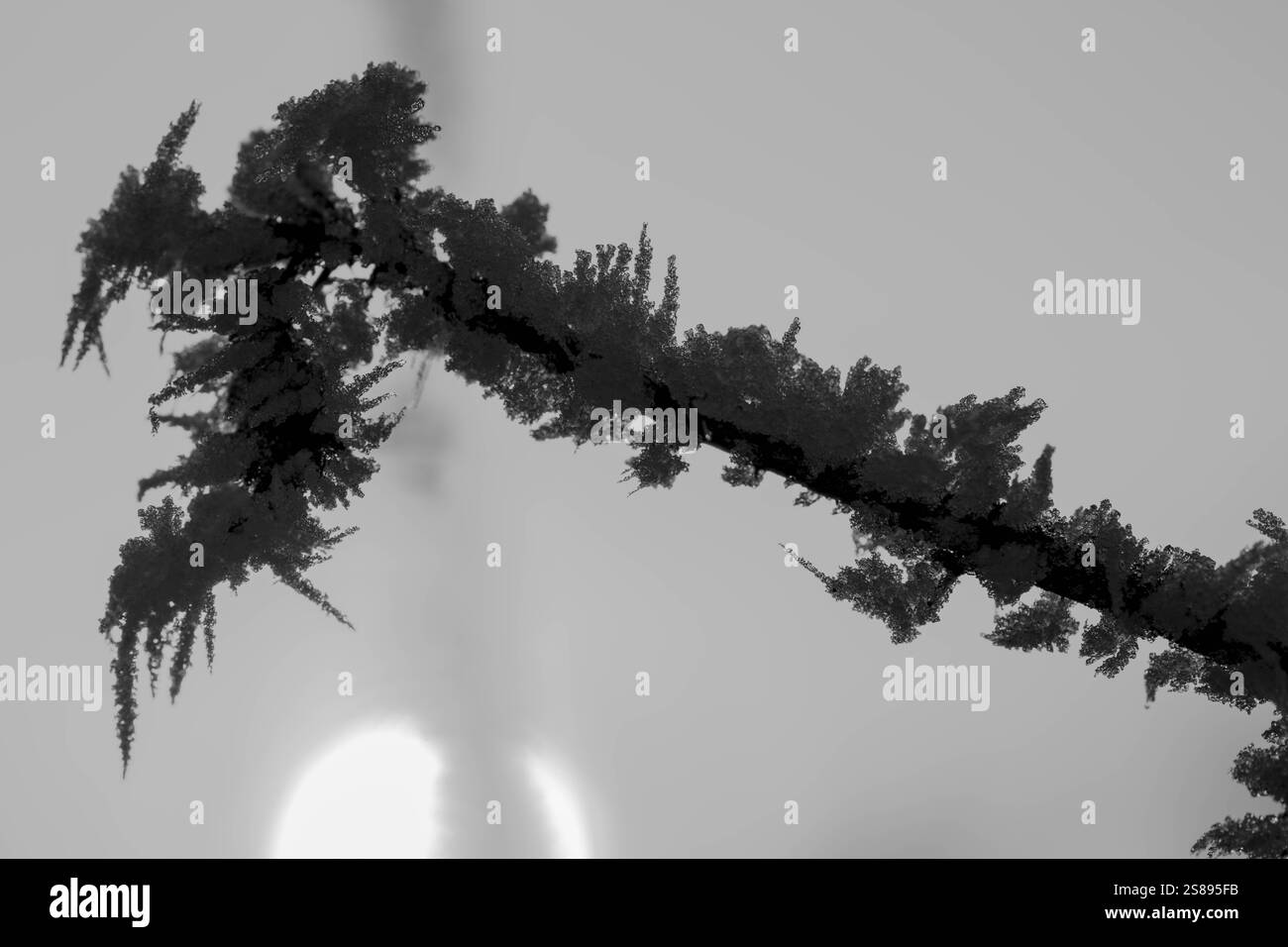 Une branche d'arbre avec du gel dessus et un soleil en arrière-plan. La branche est couverte de glace et de neige, ce qui lui donne un aspect froid et hivernal. Le soleil l'est Banque D'Images