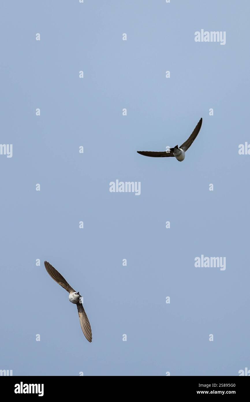 Deux oiseaux volant dans le ciel dont l'un est une mouette. Le ciel est clair et bleu Banque D'Images Deux oiseaux volant dans le ciel dont l'un est une mouette. Le ciel est clair et bleu Banque D'Images