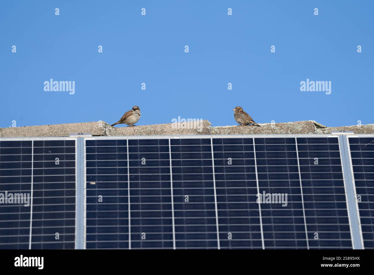 Deux oiseaux sont perchés sur le toit d'un bâtiment. Le ciel est clair et bleu. Les oiseaux regardent quelque chose au loin Banque D'Images Deux oiseaux sont perchés sur le toit d'un bâtiment. Le ciel est clair et bleu. Les oiseaux regardent quelque chose au loin Banque D'Images