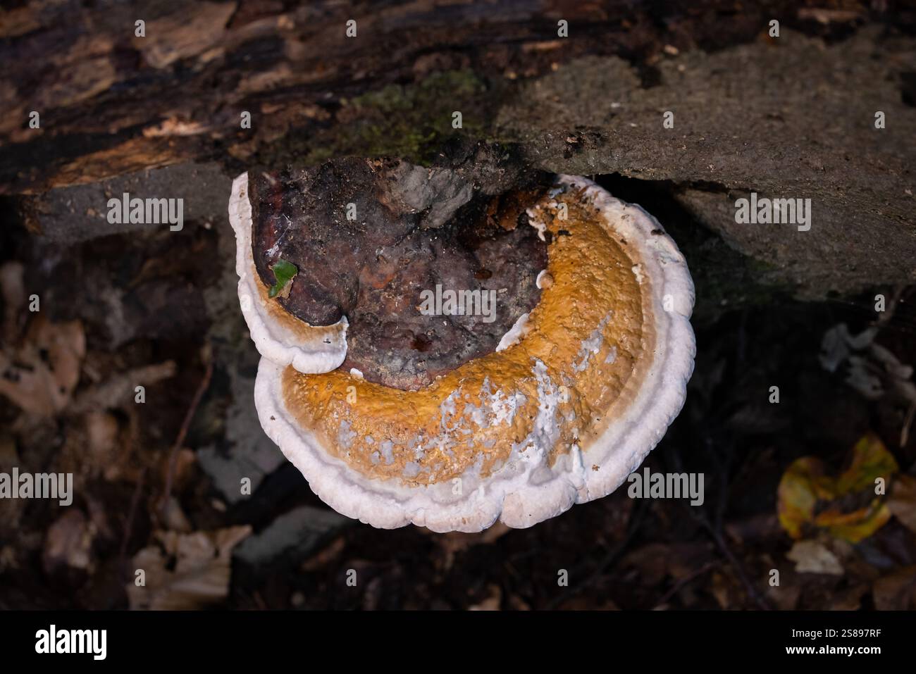 Champignon de sabot Banque D'Images