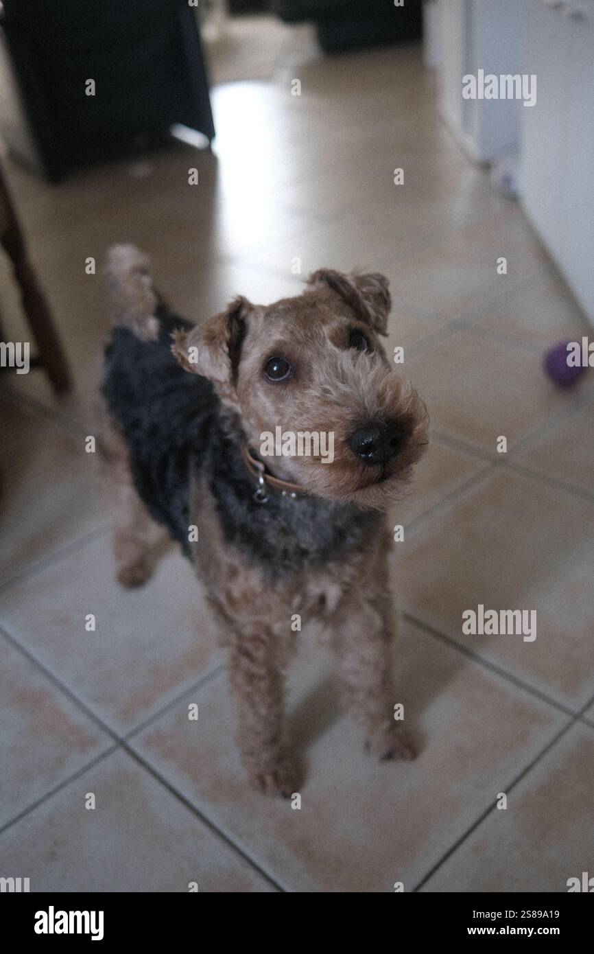 Un chien est debout sur un sol carrelé dans une pièce. Le chien regarde la caméra Banque D'Images