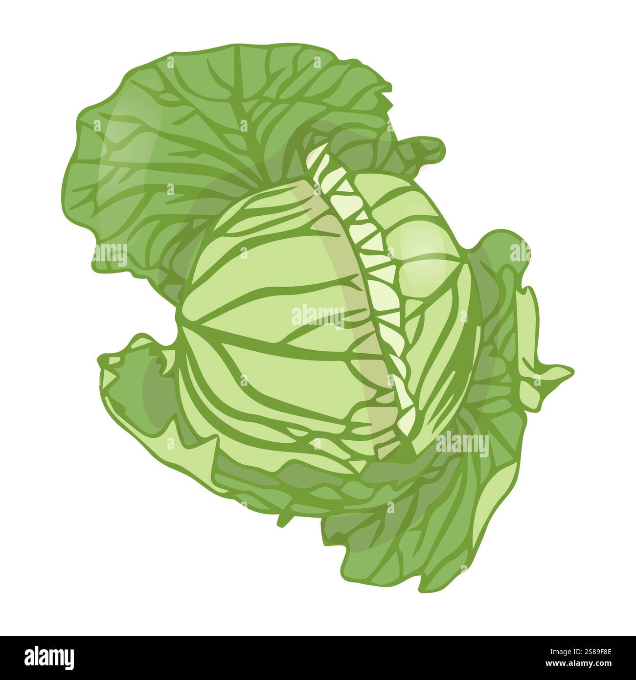 Tête de chou dans un style plat. Illustration vectorielle isolée sur fond blanc. Illustration de Vecteur Tête de chou dans un style plat. Illustration vectorielle isolée sur fond blanc. Illustration de Vecteur