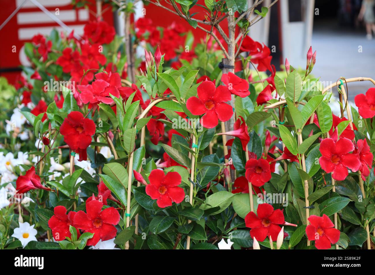 bouquet de fleurs rouge vif avec des feuilles vertes brillantes Banque D'Images