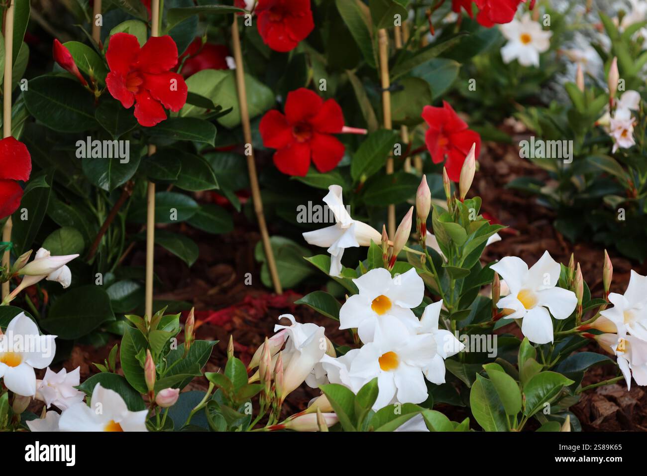 gros plan sur des fleurs et des bourgeons blancs vifs contre des fleurs rouges vives Banque D'Images