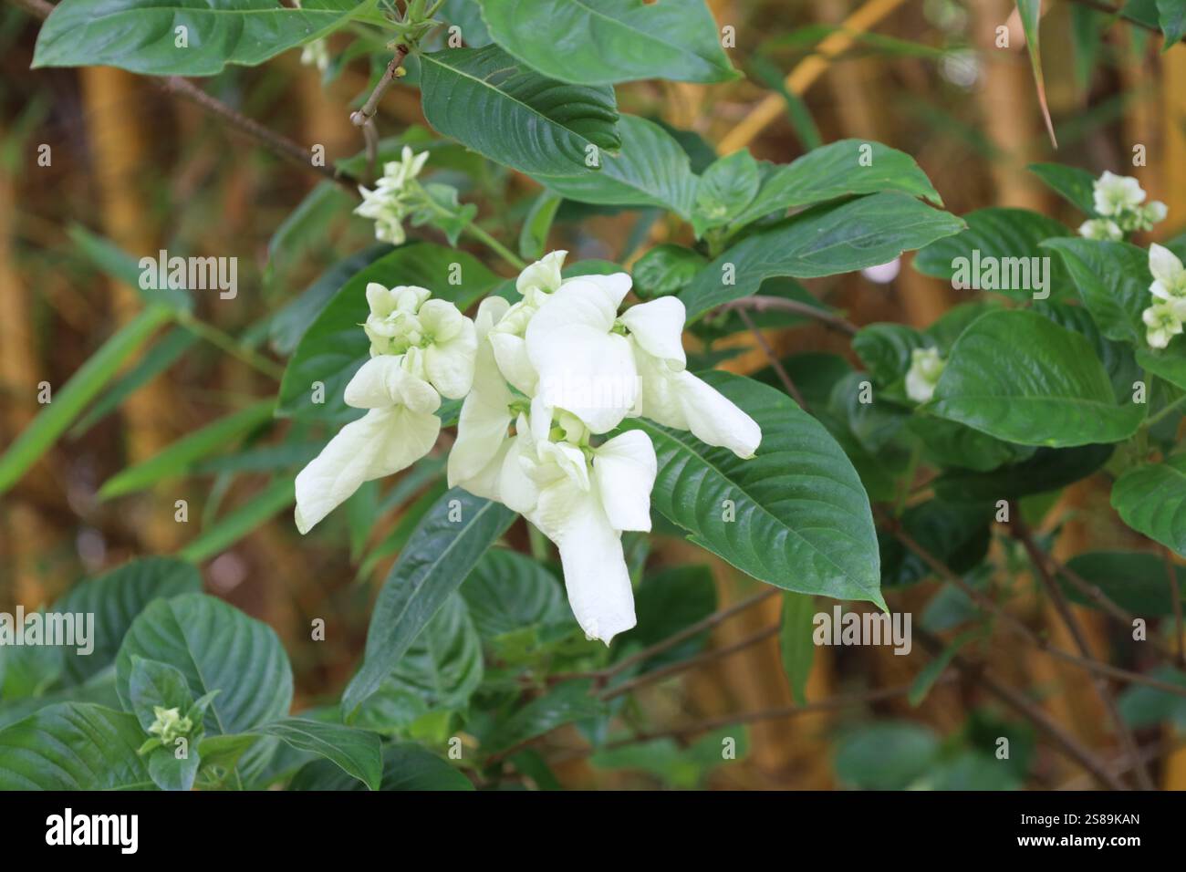 gros plan des fleurs blanches contre des feuilles vert foncé Banque D'Images