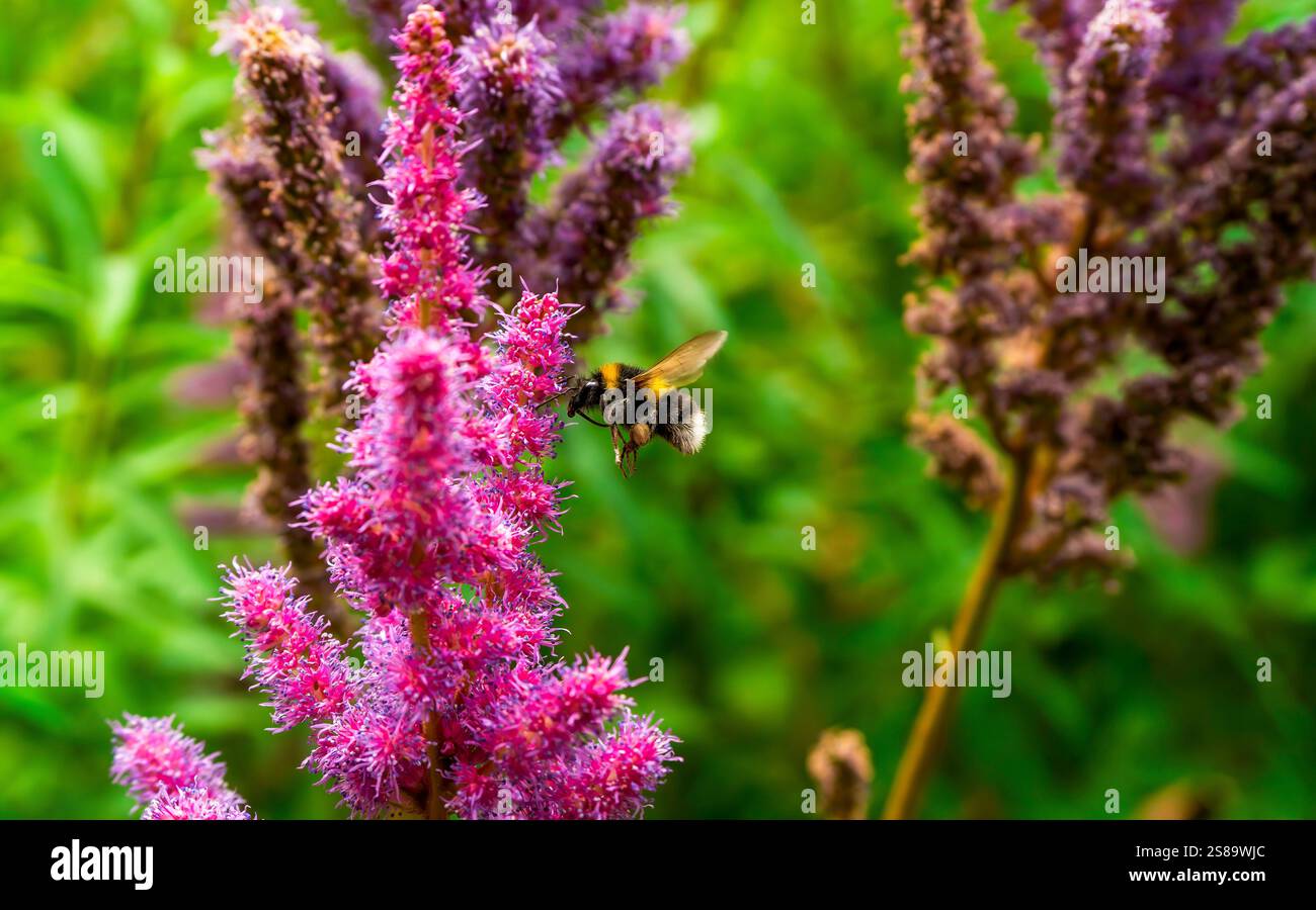 Gros plan d'un Bumblebee sur les fleurs d'Astilbe rose vibrantes dans un jardin d'été Banque D'Images