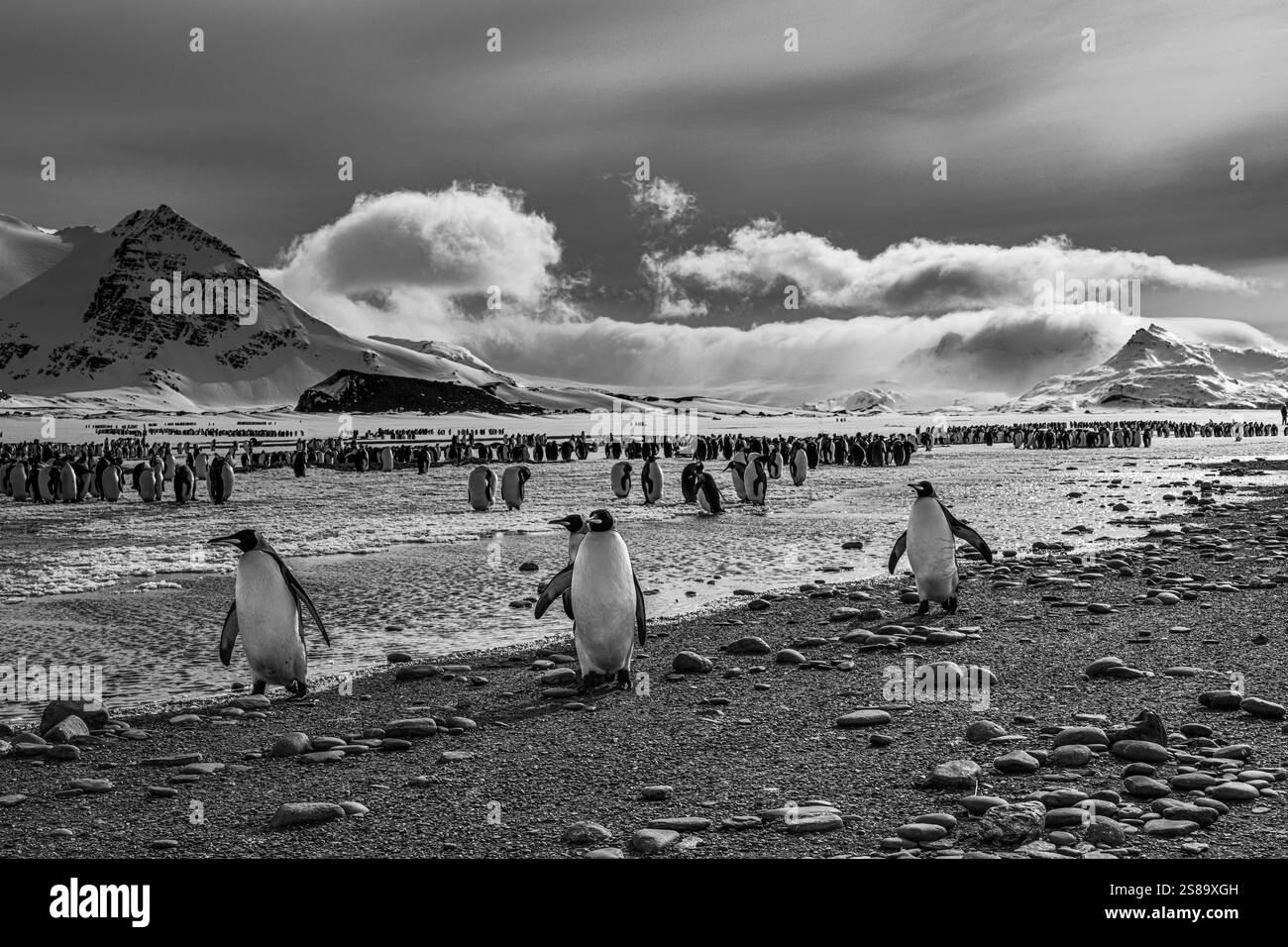 Île de Géorgie du Sud. Noir et blanc des manchots royaux marchant sur la plaine de Salisbury Banque D'Images