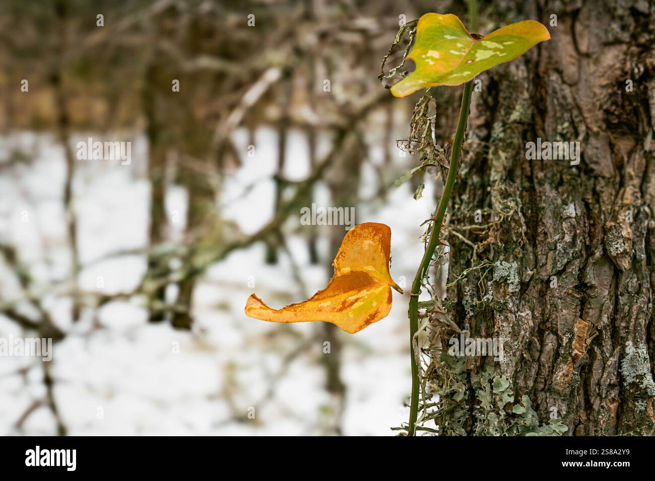 Gros plan captivant d'une feuille jaune éclatante accrochée à l'écorce d'arbre texturée, sur fond de forêt enneigée sereine. Banque D'Images