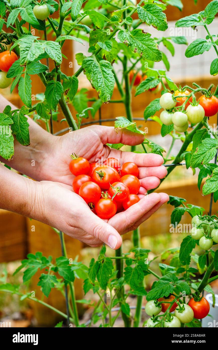Image en gros plan de mains de femme tenant des tomates cerises avec une plante de tomate en arrière-plan Banque D'Images