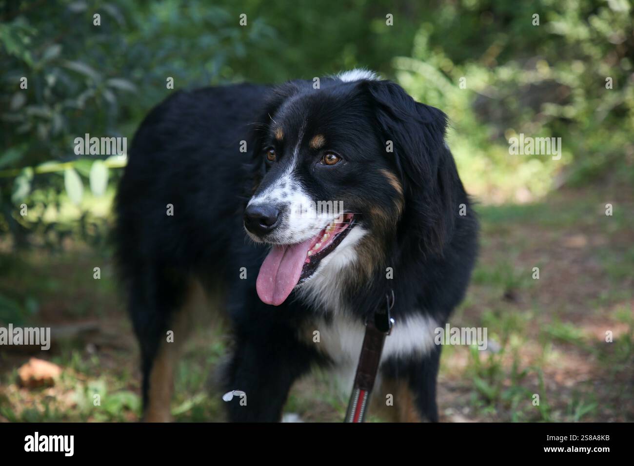 Bear, le Shepard australien, semble heureux de ses propriétaires en Alabama tandis qu'un papillon passe devant. Banque D'Images