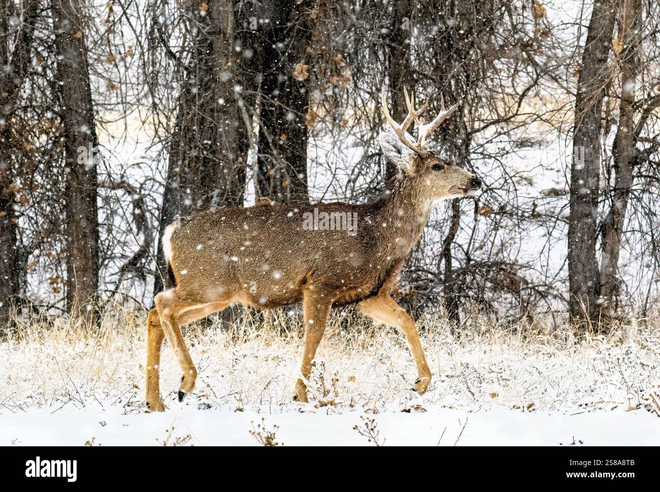 Un cerf Mule avec des bois et des oreilles neigeux marchant sur un chemin dans les bois pendant une tempête de neige dans le Colorado. Banque D'Images