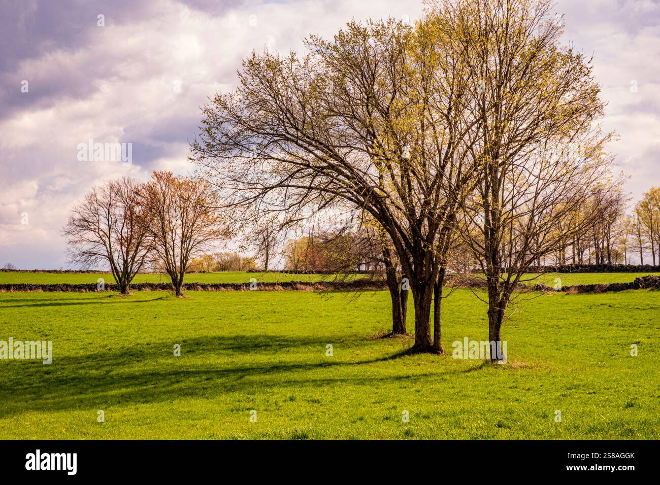 Un champ dans la ville rurale de Hardwick, Massachusetts Banque D'Images