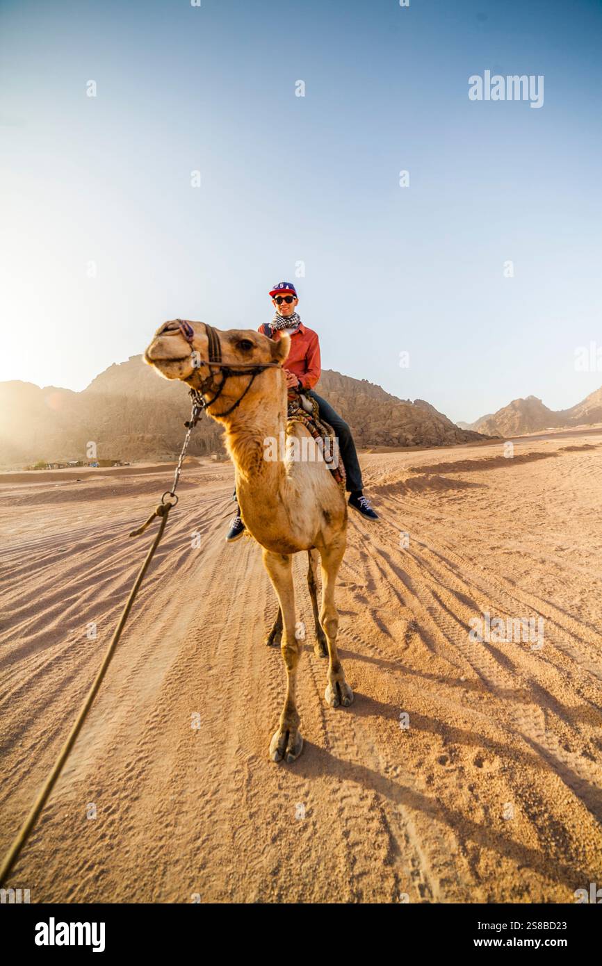 Un homme à dos de chameau à Charm el-Cheikh, Egypte. Banque D'Images