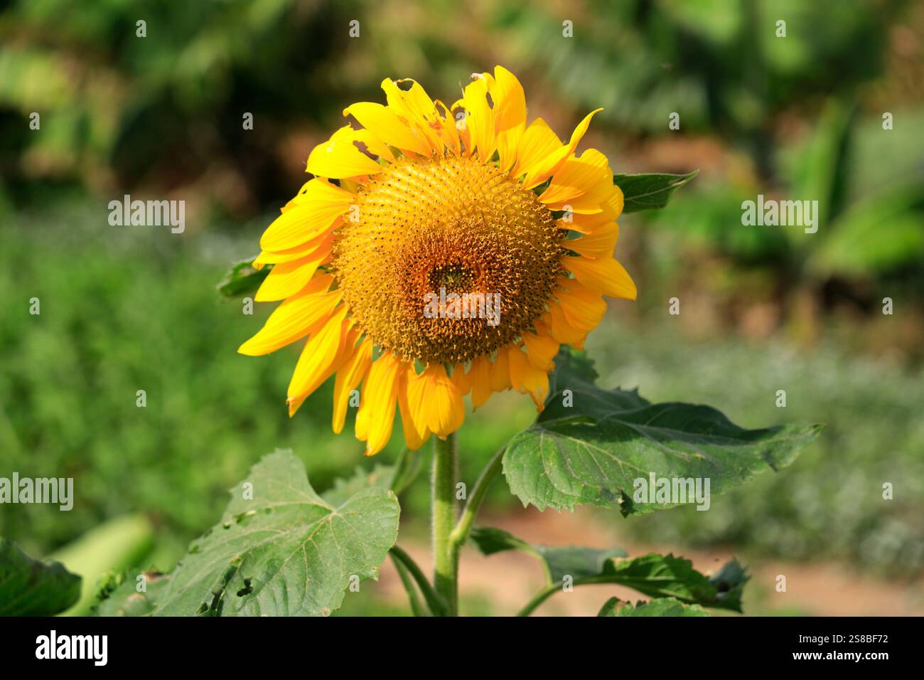 Tournesol. Banque D'Images