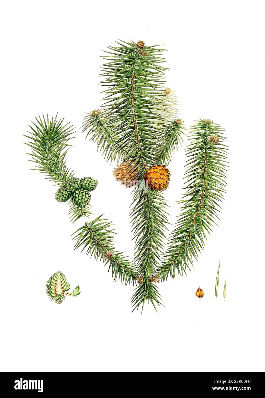 Spießtanne, Cunninghamia lanceolata, Pinus lanccolata, sapin à feuilles larges, Baum, Digital verbesserte Reproduktion eines original von Aylmer Bourke Lambert 1761 - 1842, englischer Botaniker, erschienen um 1810 Banque D'Images